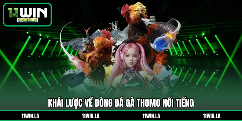 Khái lược về dòng đá gà Thomo nổi tiếng