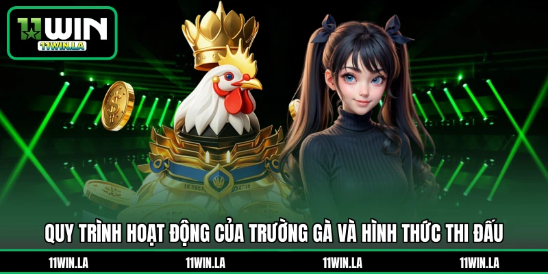Quy trình hoạt động của trường gà và hình thức thi đấu